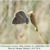 polyommatus cyaneus akhaltsikhe male 1